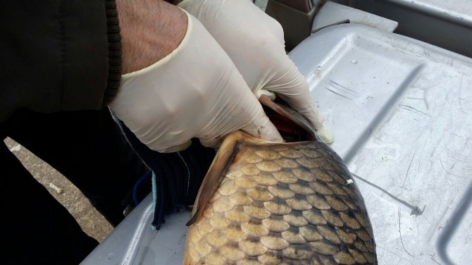 Eskişehirdeki Balık Ölümleri Araştırılıyor