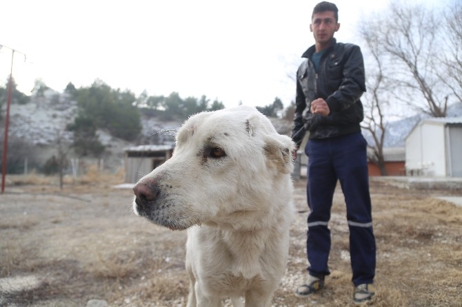Eziyet Edilen Köpeği Hayvansever Sahiplendi