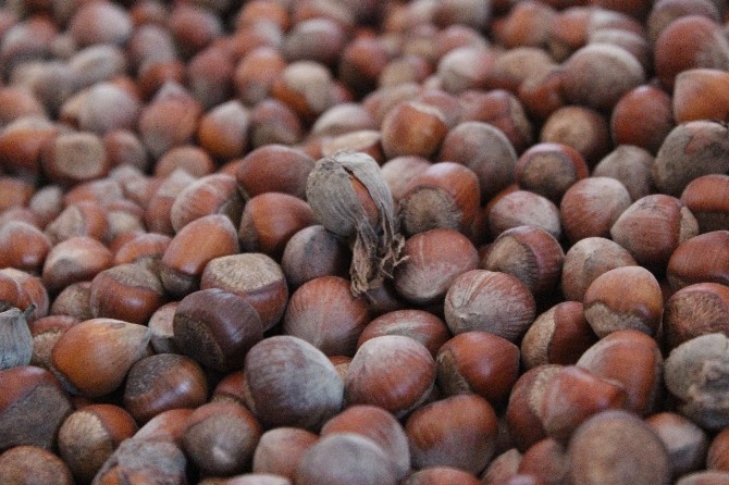 Fındık Yükselişe Geçti