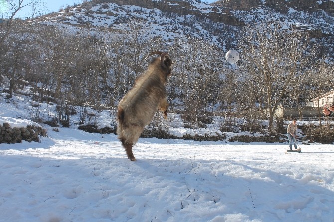 Futbol Oynayan Teke Şaşırtıyor