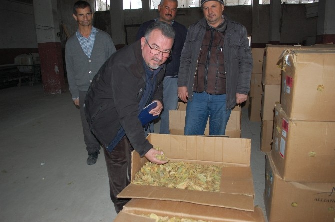 Gördeste Tütün Alımları Başladı