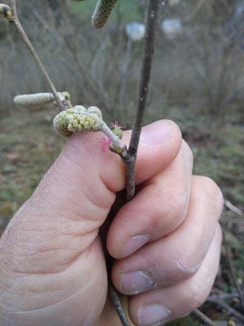Güneşli Hava Fındığı Erken Uyandırdı