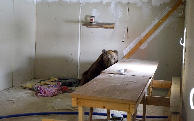 Halsiz Düşen Ayı, Boş Depoya Sığındı