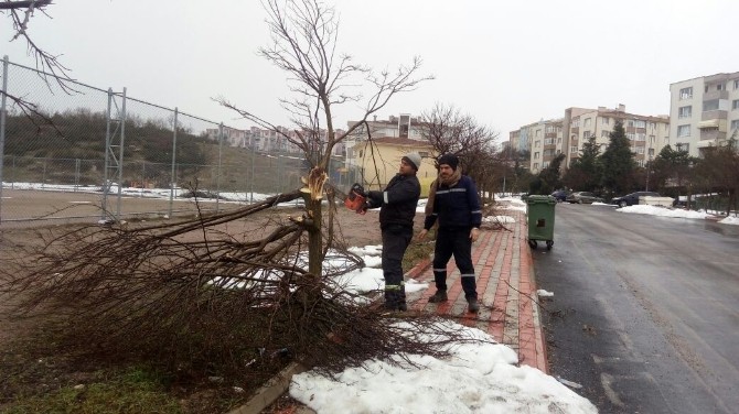 İlimtepede Ağaçlar Kışa Hazırlandı