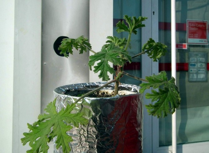 Itır Çiçeği Aydında Yaşatılıyor