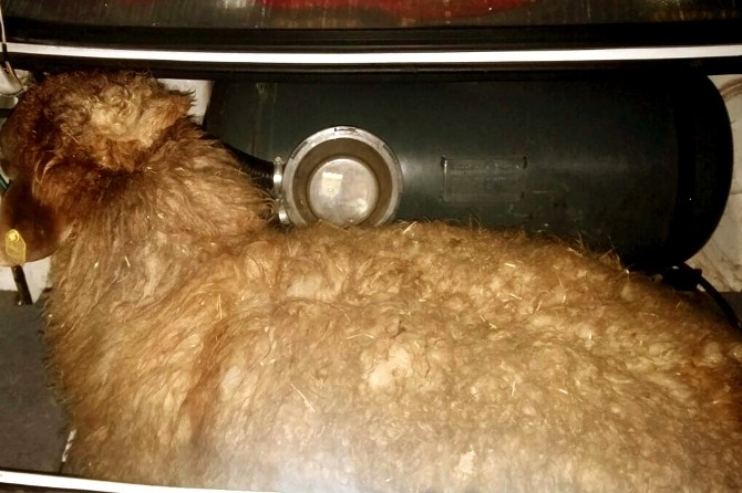 Jandarmanın Durdurduğu Otomobilin Bagajından Çalıntı Koyunlar Çıktı