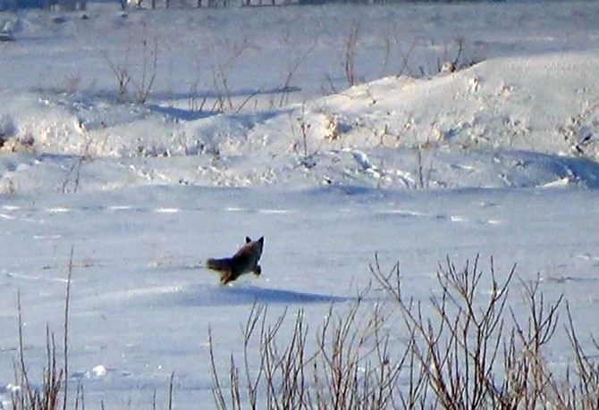 Karsta Tilkilerin Av Mesaisi Başladı