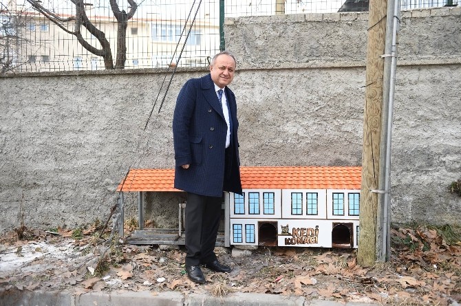 Kastamonuda Sokak Kedilerinin De Artık Yuvası Var