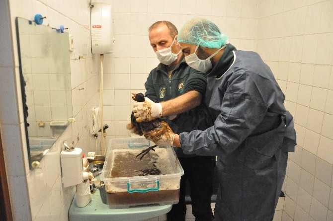 Katrana Bulanan Deniz Canlıları Darıcada Tedavi Altına Alındı