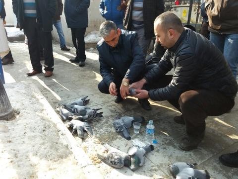 Kırıkkalede Güvercin Katliamı