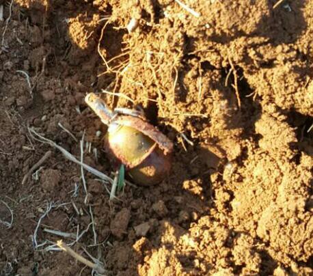 Kızıltepede Eylem Hazırlığındaki 2 Terörist Öldürüldü