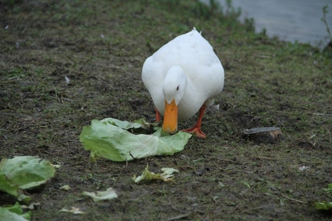 Kocaelide Tüm Canlılar Büyükşehire Emanet