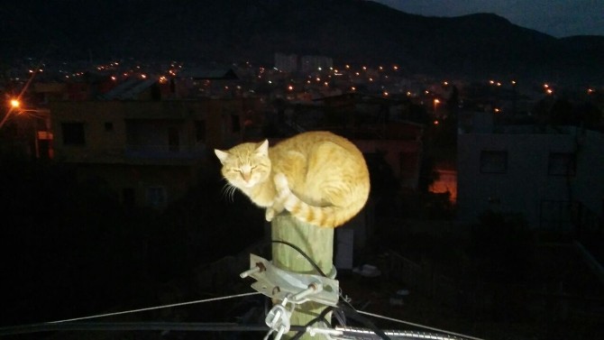 Köpekten Kaçarken Direğe Çıkan Kediyi İtfaiye Kurtardı