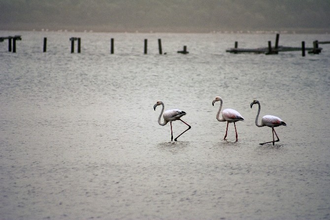 Milas Tuzla Cazibe Merkezi Oluyor