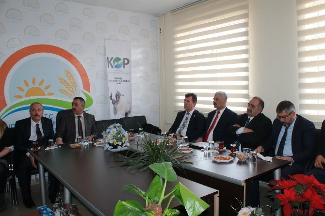 Niğdede Göçe Karşı Bafra Koyunu