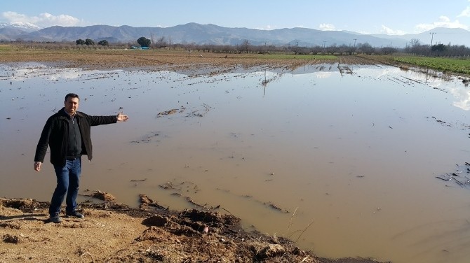 Ödemişte Yağmur Sonrası Tarlalarda Sel Mağduriyeti