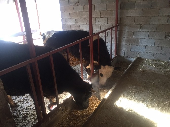 Orman Ve Su İşleri Bakanlığının Köylülere Desteği Sürüyor