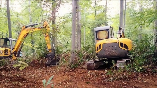 Ormanlar Gençleştiriliyor