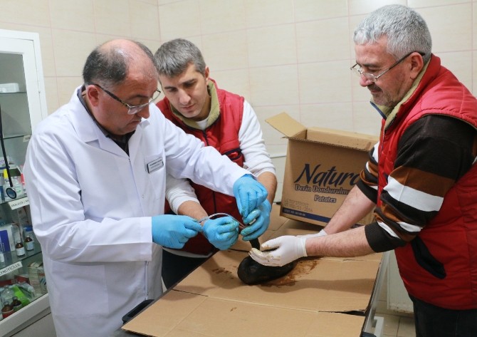 (Özel Haber) Dilovasından Dalgalarla Taşınan Petrol Hersek Lagününü De Kirletti…