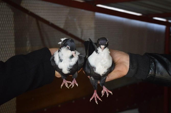 (Özel Haber) Hırsızlarından Korkan Arkadaşlar, Güvercinlerini Saklamaya Başladı
