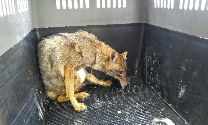 (Özel Haber) Tedavisi Biten Yaban Hayvanlar Doğaya Bırakıldı