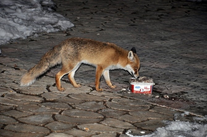 (Özel Haber) Tilkilerin Vazgeçemediği Lokanta