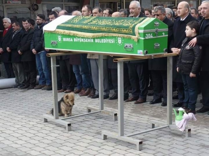 (Özel Haber) Vefakar Köpek, Her Gün Ölen Sahibinin Mezarına Koşuyor