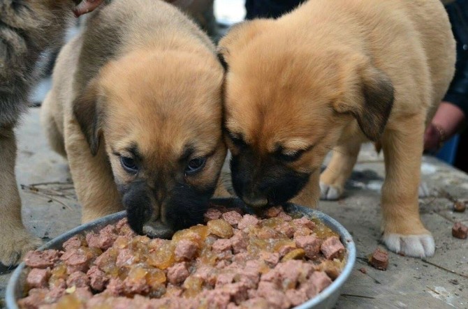 (Özel Haber) Yardım Gönüllüleri Hayvan Barınağı Ziyareti