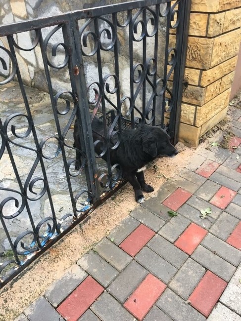 Parmaklıklara Sıkışan Köpeği İtfaiye Kurtardı