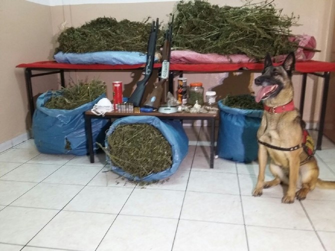 Rizede 13 Kilo Esrar Ele Geçirildi