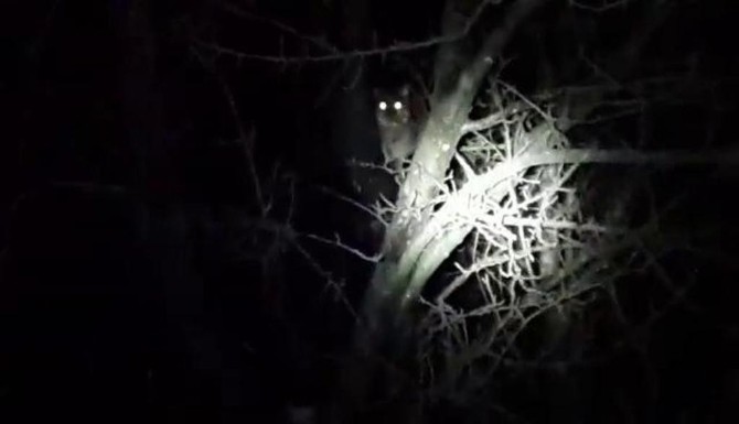 Sakaryada Yaban Kedisi Görüldüğü İddia Edildi