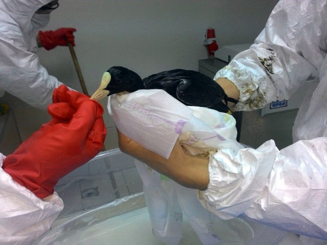 Sızıntıdan Etkilenen Kuşlara Kuvözlü Tedavi