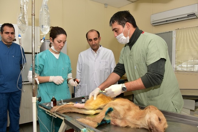 Sokak Hayvanlarına Yıldırım Belediyesi Şefkati