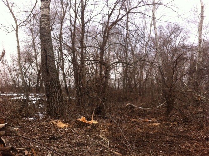 Tavuk Ormanında Ağaç Kesimi İddiası