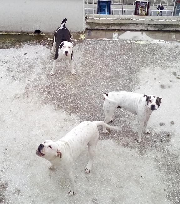 Tehlikeli Köpek Besleyenlere Ceza