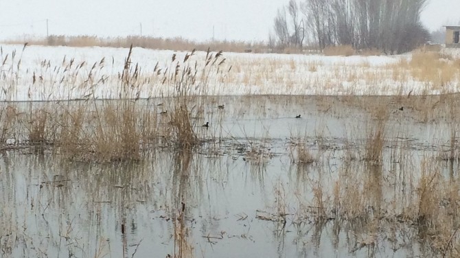 Vanda Yaban Hayvanlarına Yem Desteği