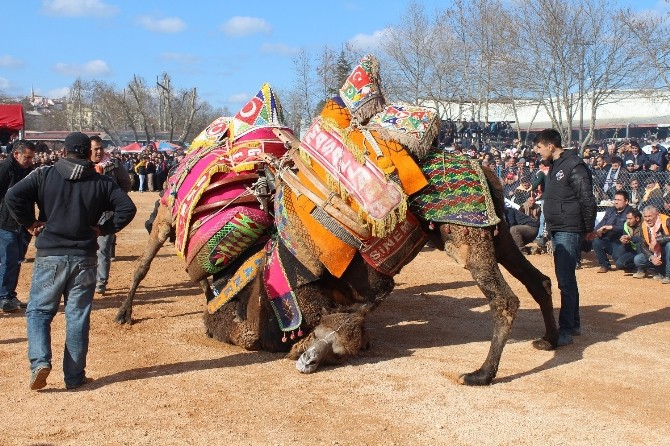 Yılın En Büyük Deve Güreşi, 5 Şubatta Bigada