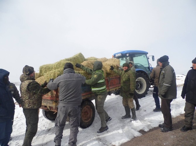 Aladağlarda Dağ Keçileri Yemlendi