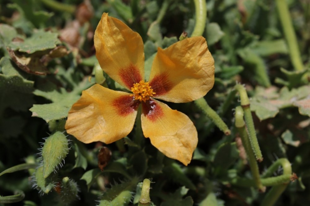Alakır Vadisinde Yeni Bir Bitki Türü Bulundu