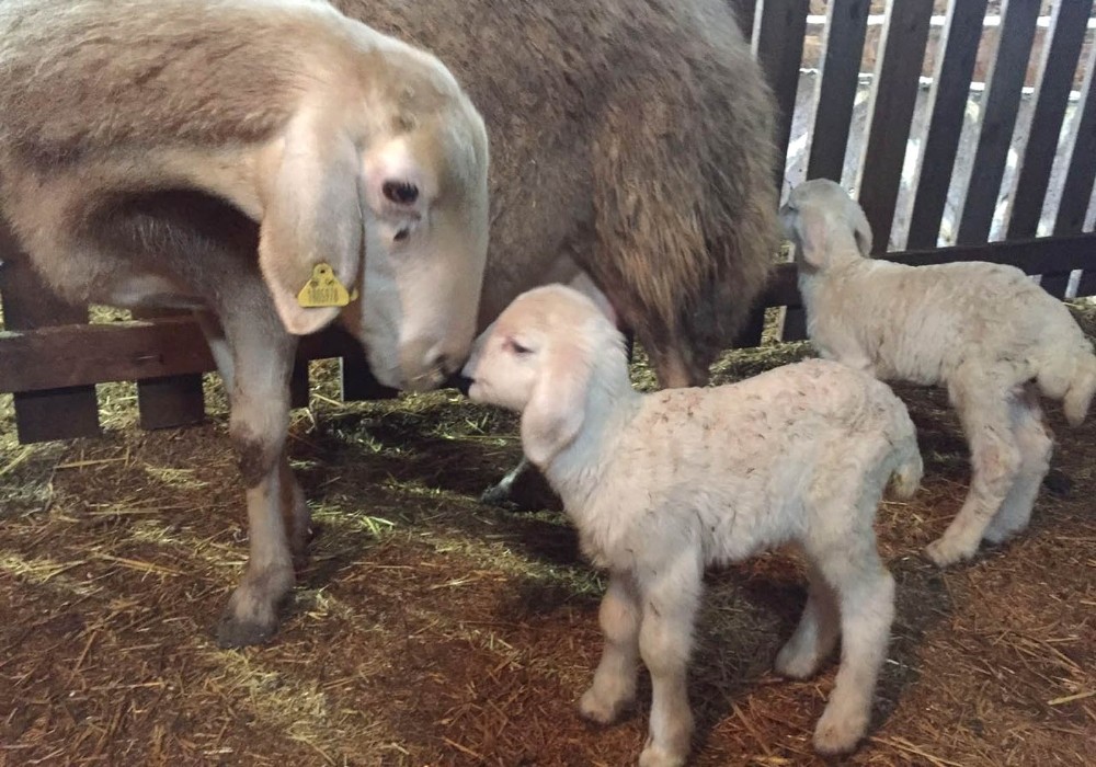 Altınköyde İkiz Kuzular Dünyaya Geldi