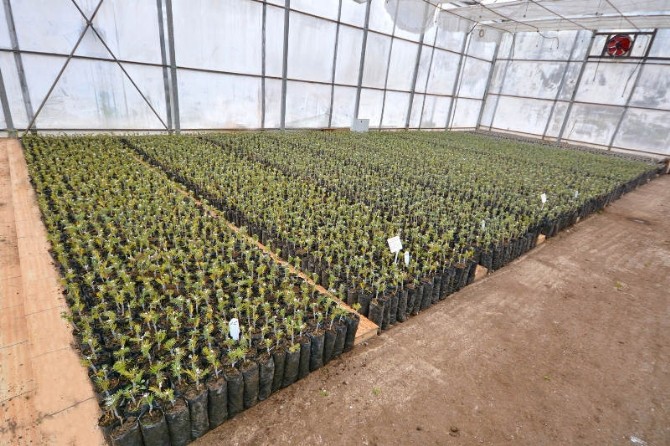 Balıkesirde 2017 Yılında 128 Bin Adet Fidan Aşılanacak