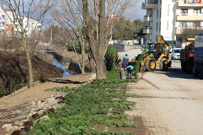 Başiskelede Günde 250 Ağaç Dikiliyor