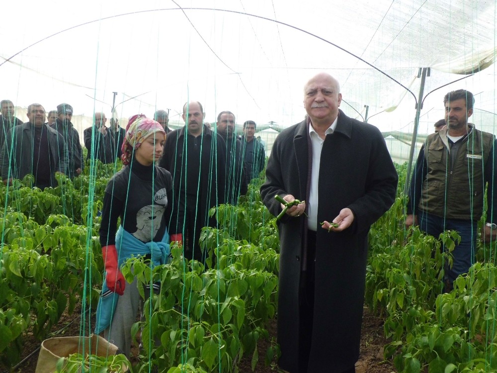 Bayraktar: Biberde Kalıntı İddiaları Tamamen Asılsız