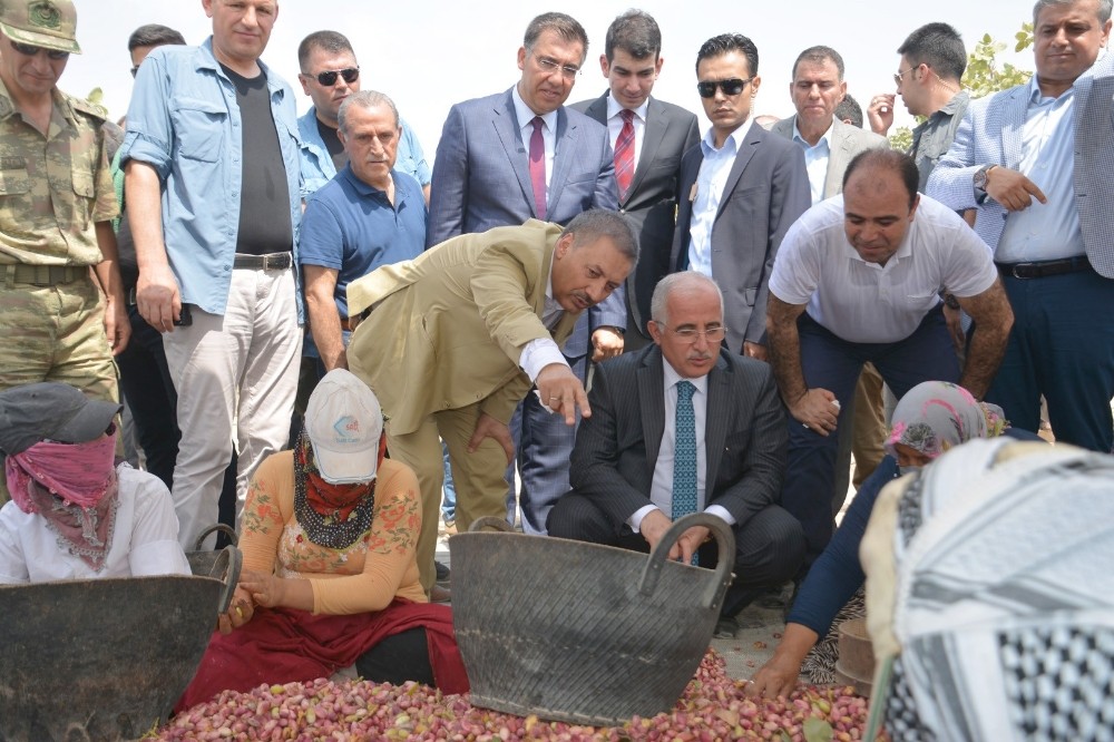 Birecikten “Fıstık” Çıkışı