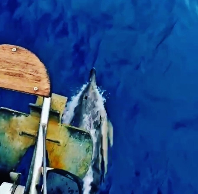 Bodrumda Yunus Balıklarının Dansı