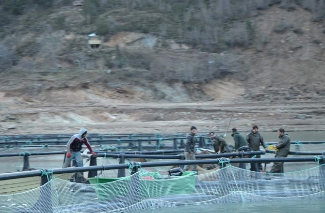 Borçka Barajı, Kafes Balıkçılığı İle Ön Plana Çıkıyor