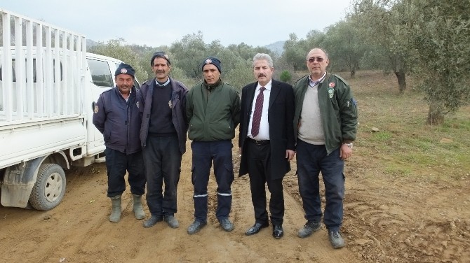 Burhaniyede Başakçı Hırsızlar Zeytin Tarlalarına Dadandı