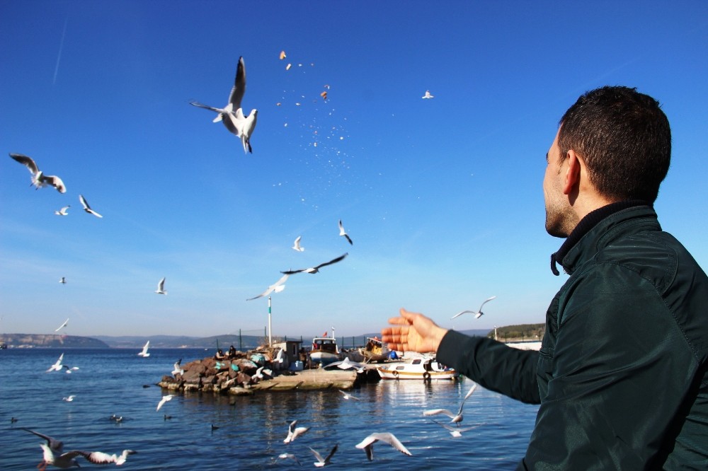 Çanakkalede Martı Besleme Etkinliği