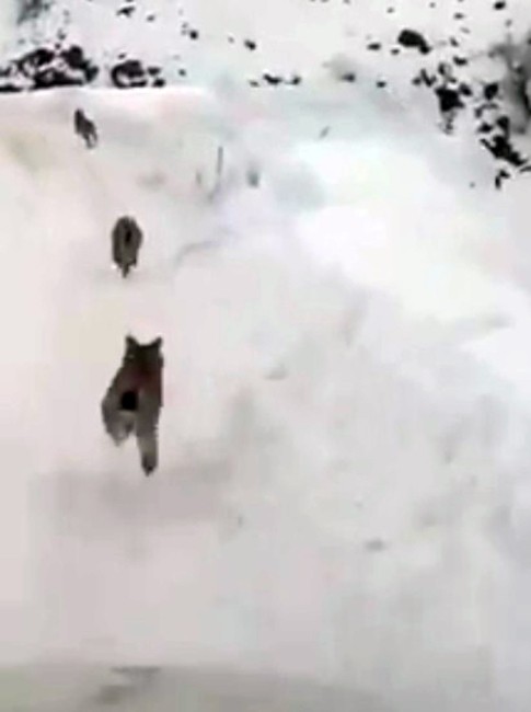 Elazığda Kırmızı Listedeki Vaşaklar Görüntülendi