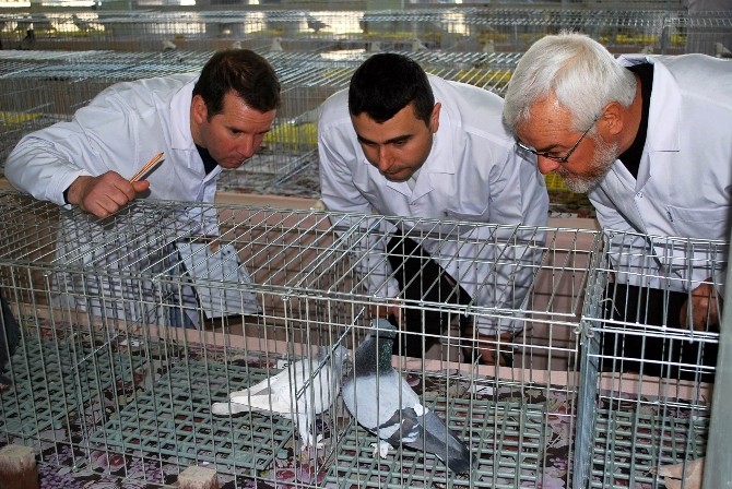 Güvercinler Salihlide Yarıştı